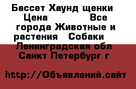 Бассет Хаунд щенки › Цена ­ 20 000 - Все города Животные и растения » Собаки   . Ленинградская обл.,Санкт-Петербург г.